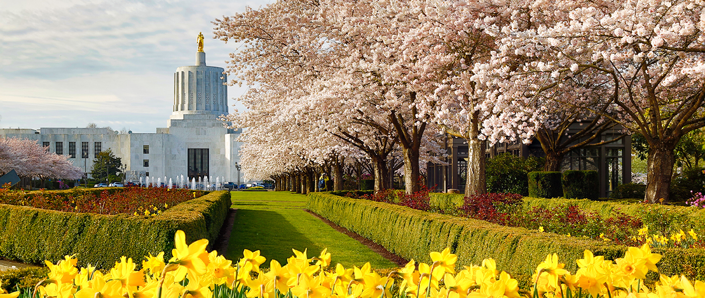 The Oregon state capitol building with daffodils and cherry blossoms in foreground