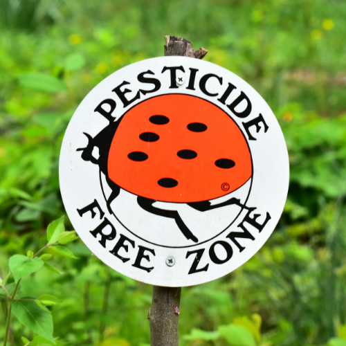 A sign with a ladybug that reads "pesticide free zone."