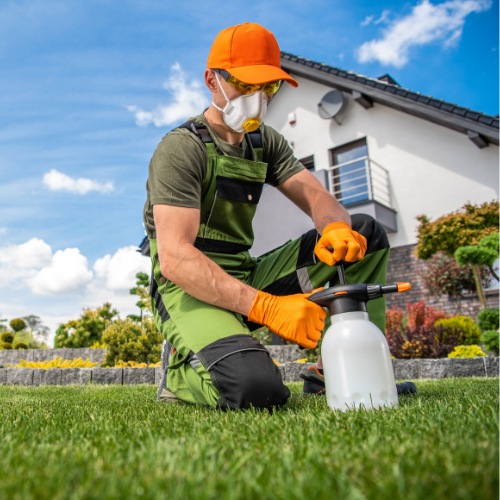 A man wearing a mask and latex gloves applies pesticides to a lawn.