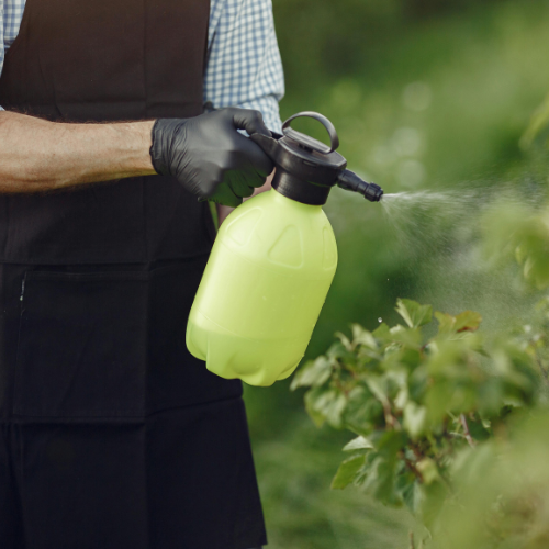 A man sprays pesticides onto a branch.